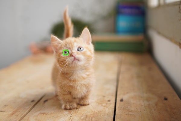 Afbeelding van realtime eye-autofocus voor dieren
